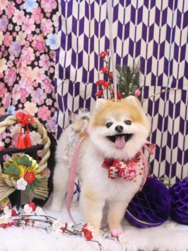 20250125モコくん